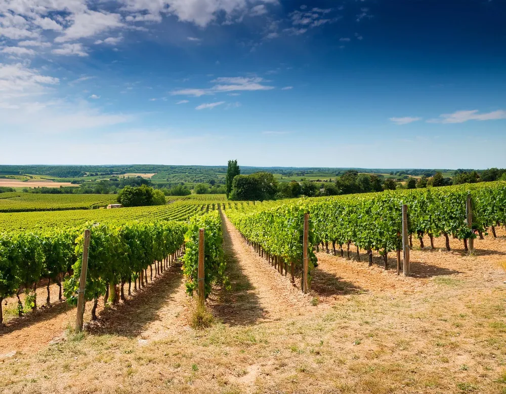 vin chenin à Vernou-sur-Brenne