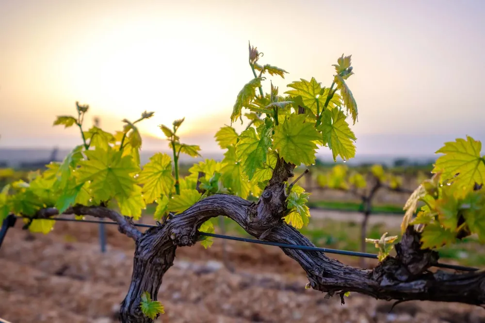 vin vouvray à Vernou-sur-Brenne