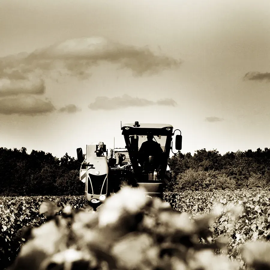 Domaine Pinon 1