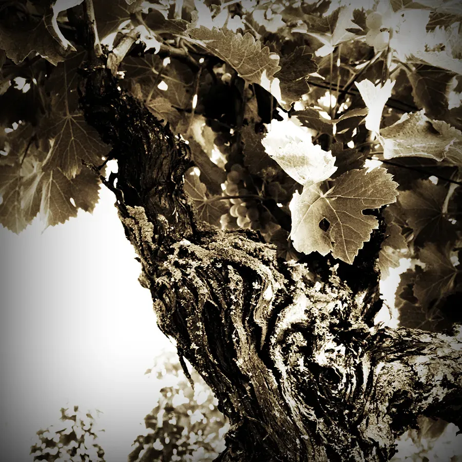 Domaine Pinon 3