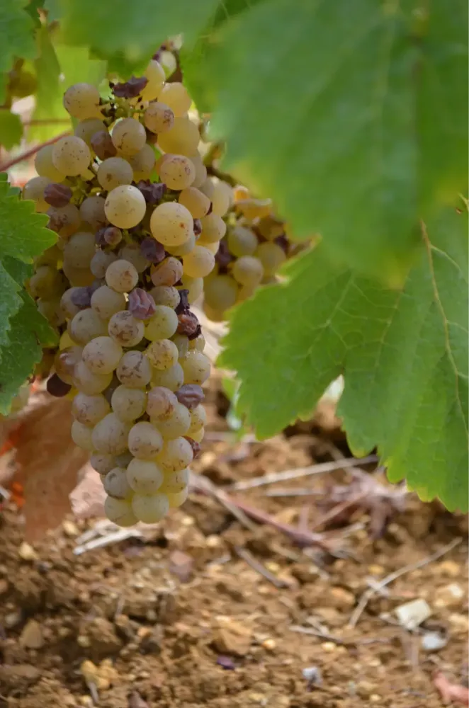 ou trouver nos vins